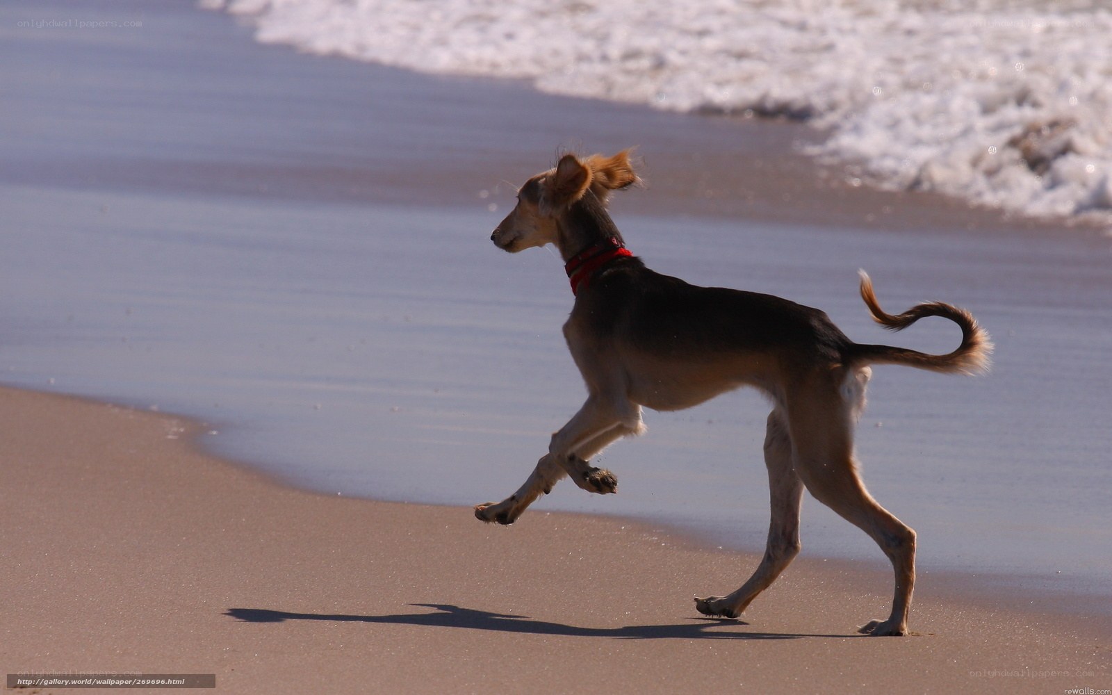 dog running on beach