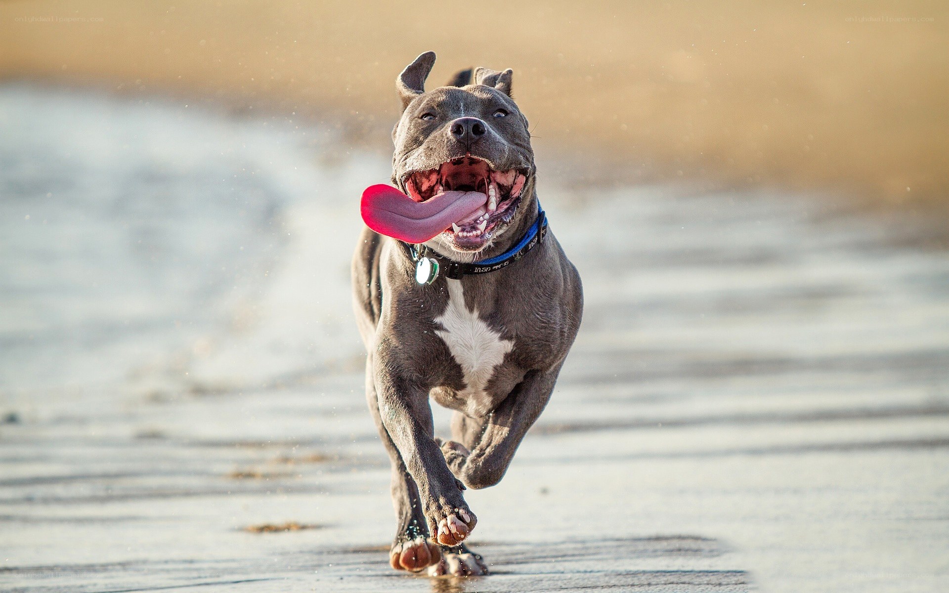 dog running on beach