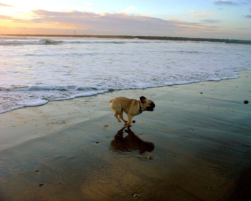 Dog running on beach at sunset