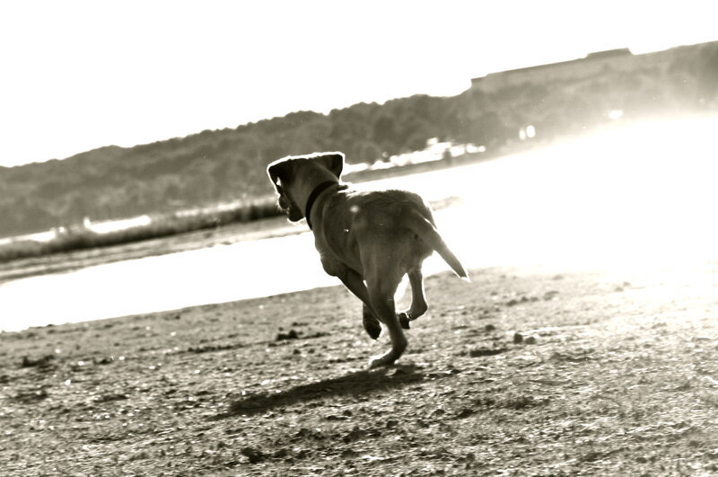 Dog Running on Beach — Black