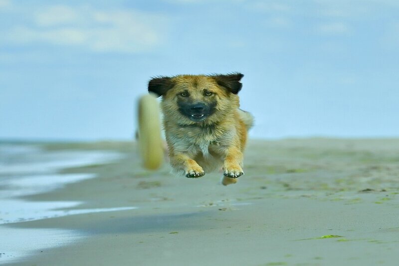 Dog Running on Beach — Blue, Active