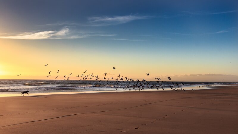Dog Running on Beach — Blue, Serene