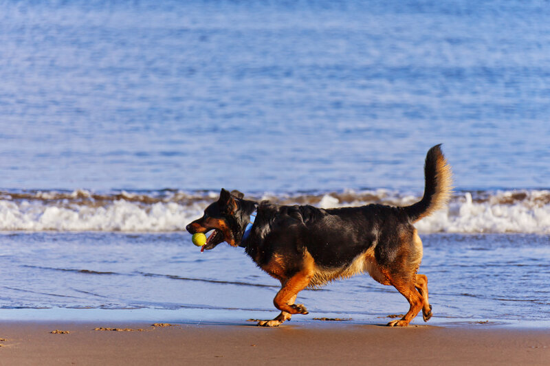 Dog Running on Beach — Blue