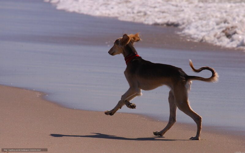 Dog Running on Beach — Brown, Active