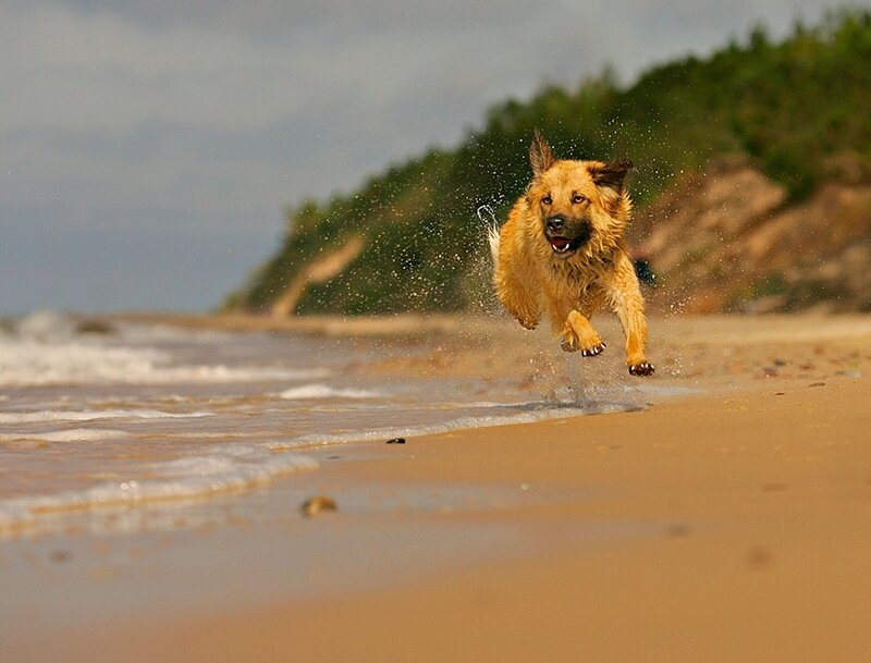 Dog Running on Beach — Brown