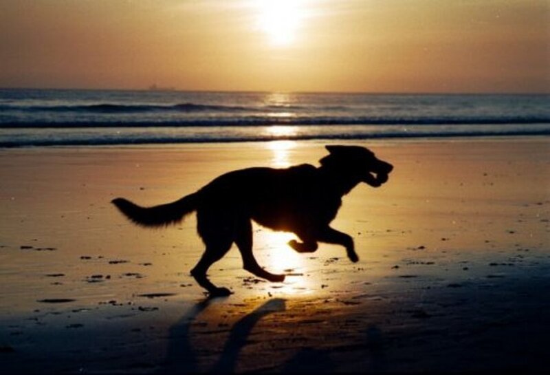 Dog Running on Beach — Gold