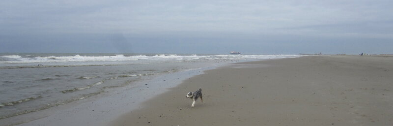 Dog Running on Beach — Gray