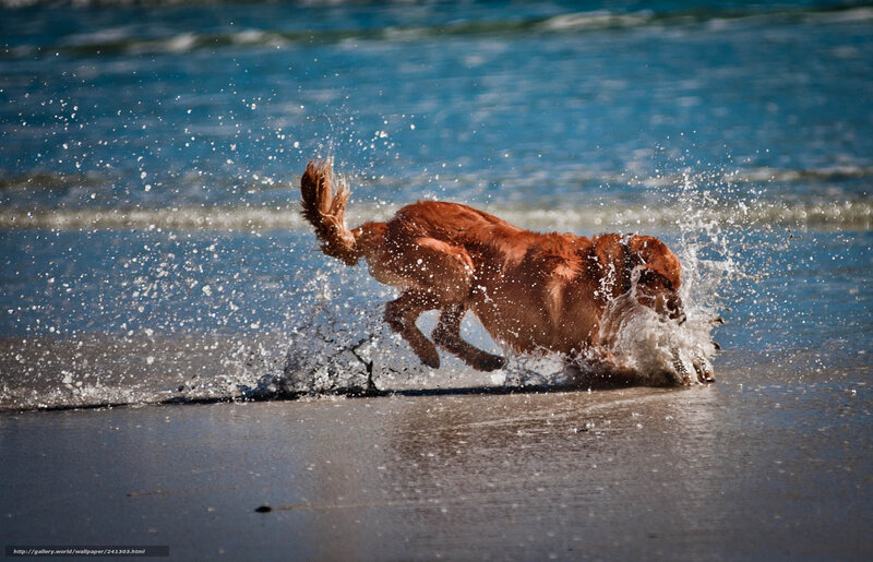 dog running on beach