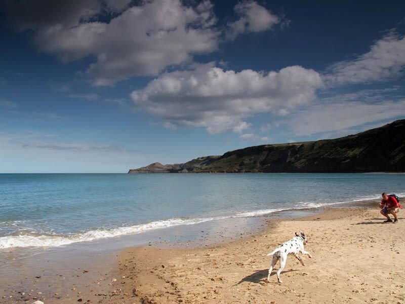 Dog running on beach with person