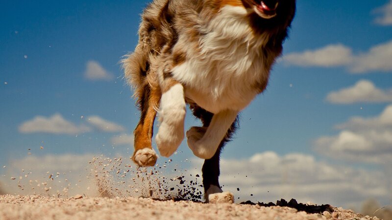 dog running on dirt path