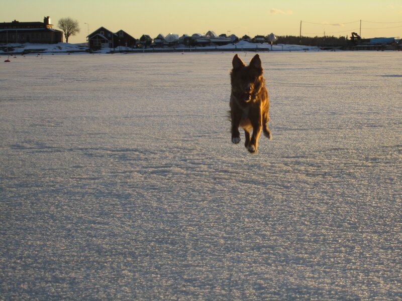 dog running on frozen lake