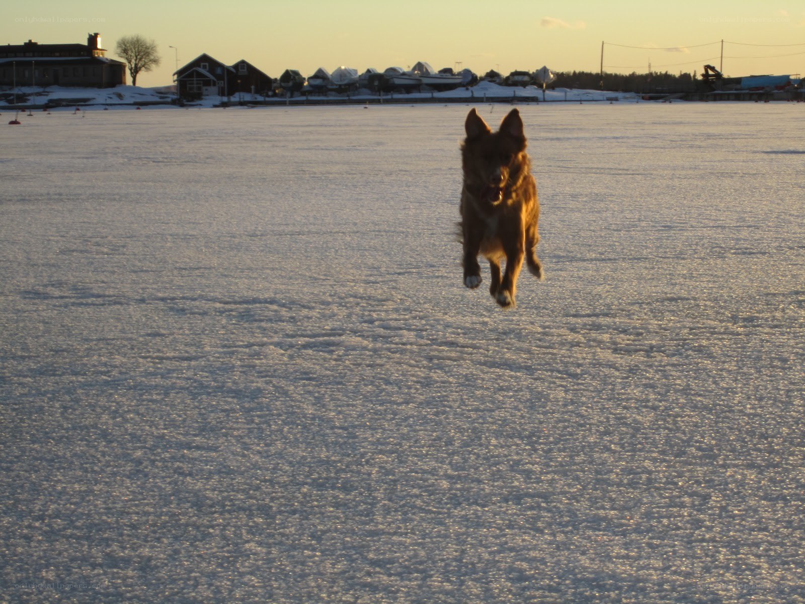 dog running on frozen lake