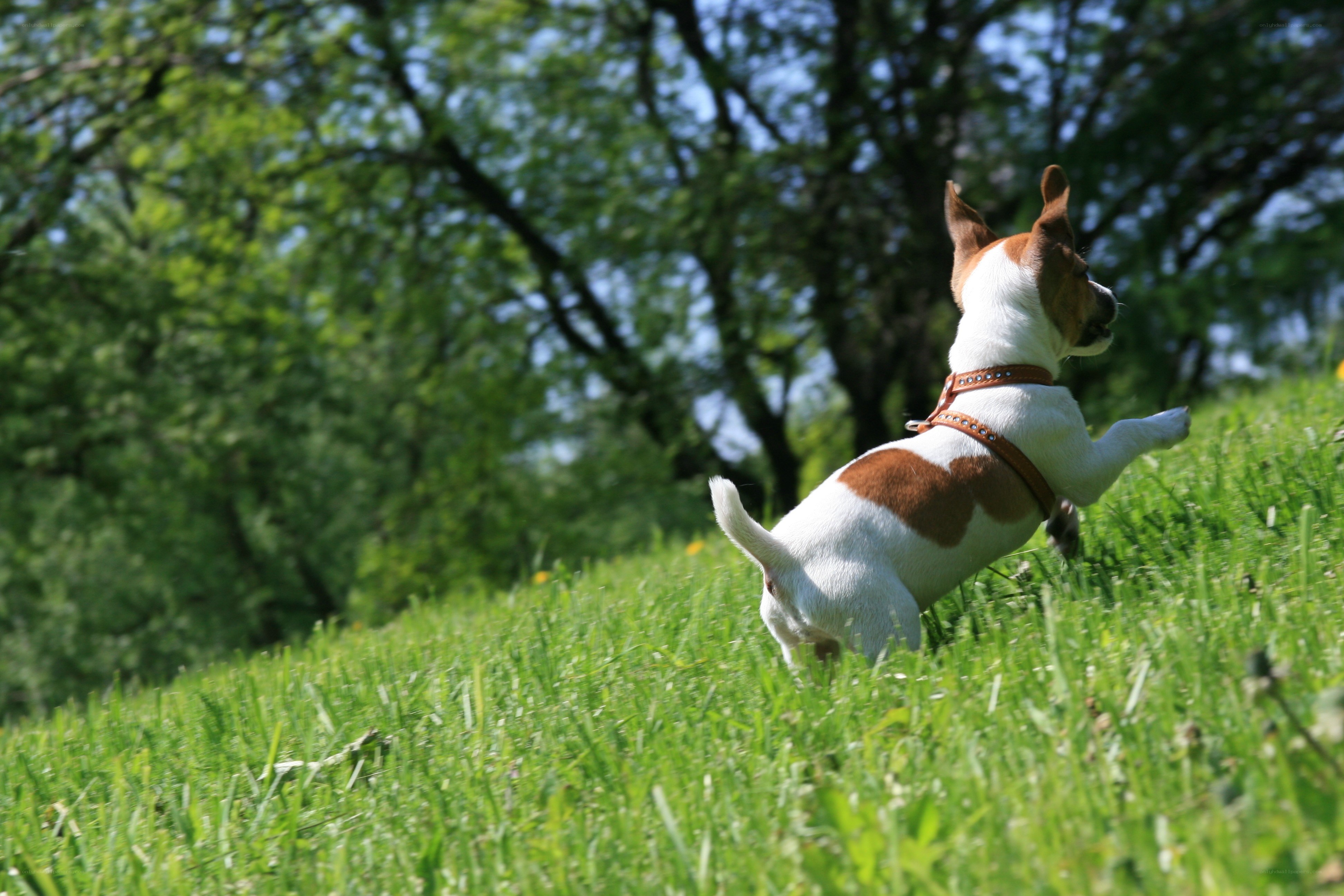 dog running on grass