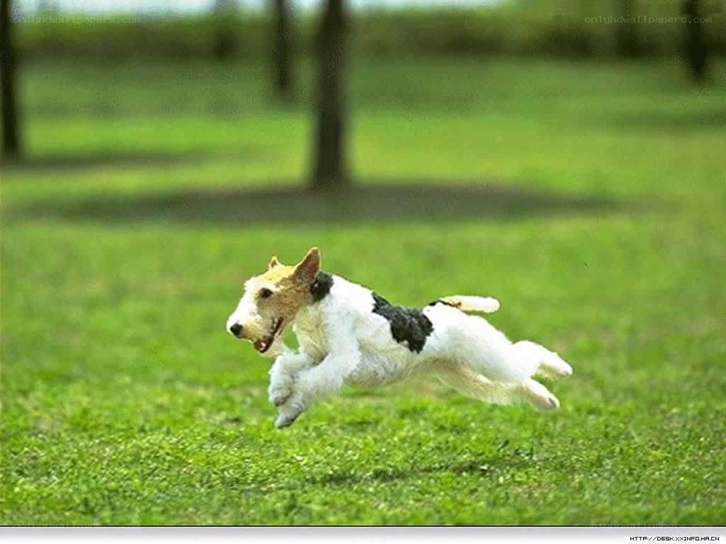 dog running on grass