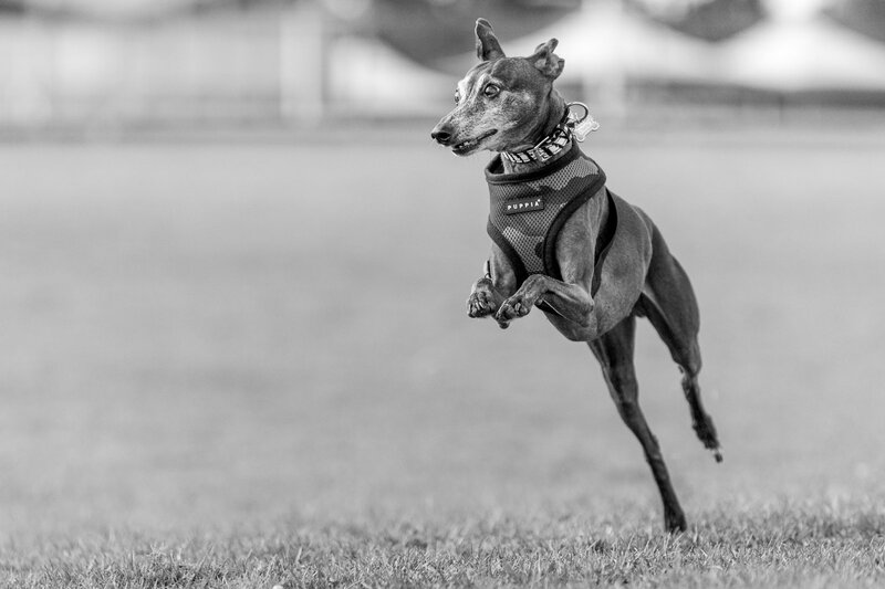 Dog Running on Grass — Black