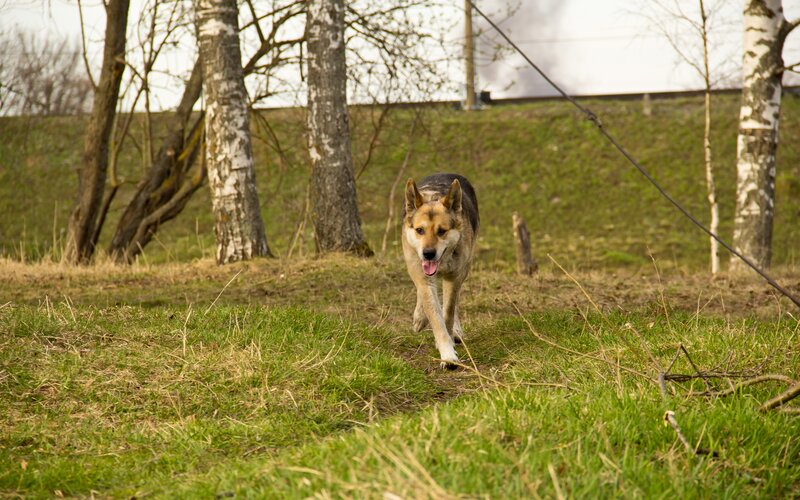 Dog Running on Grass — Green
