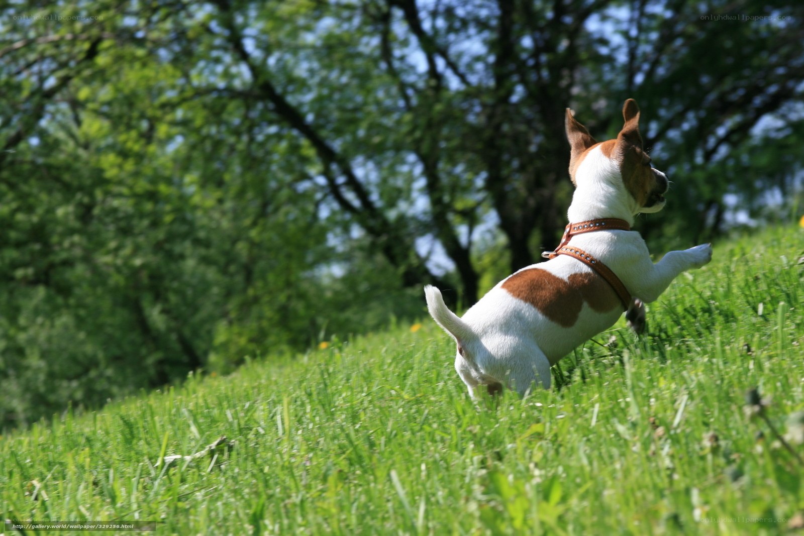 dog running on grass