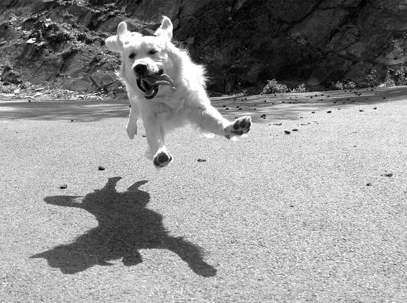 dog running on road
