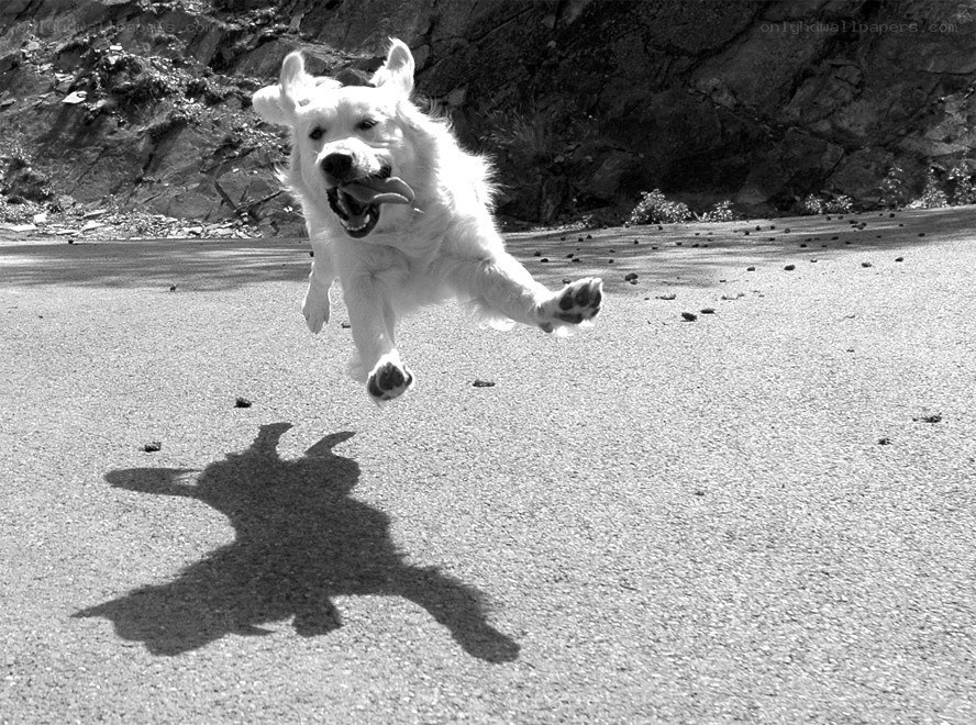 dog running on road