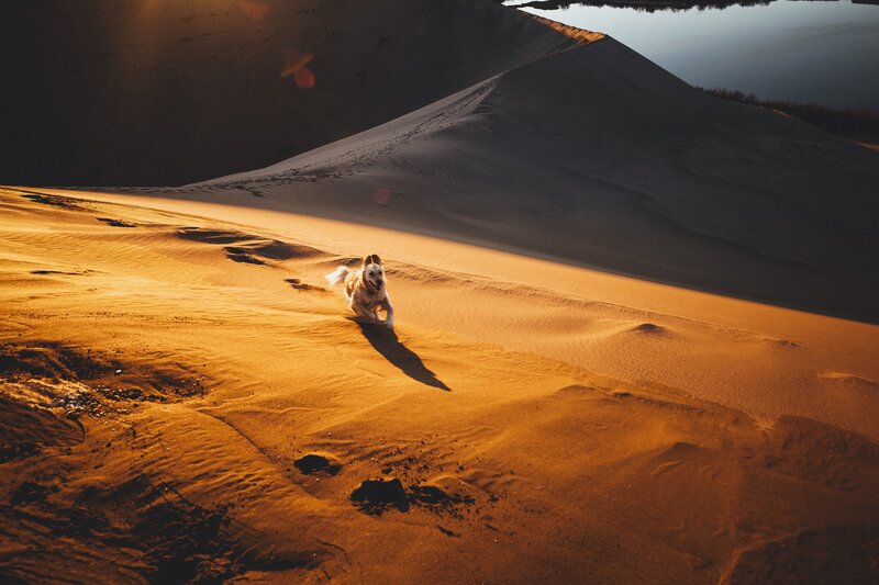 Dog Running on Sand Dune