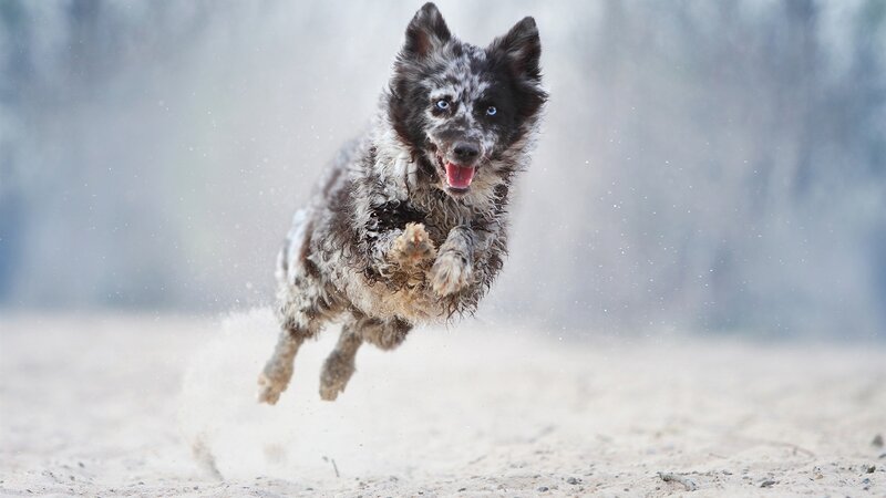 Dog Running on Sand — Gray
