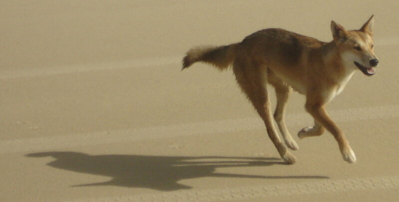 dog running on sand