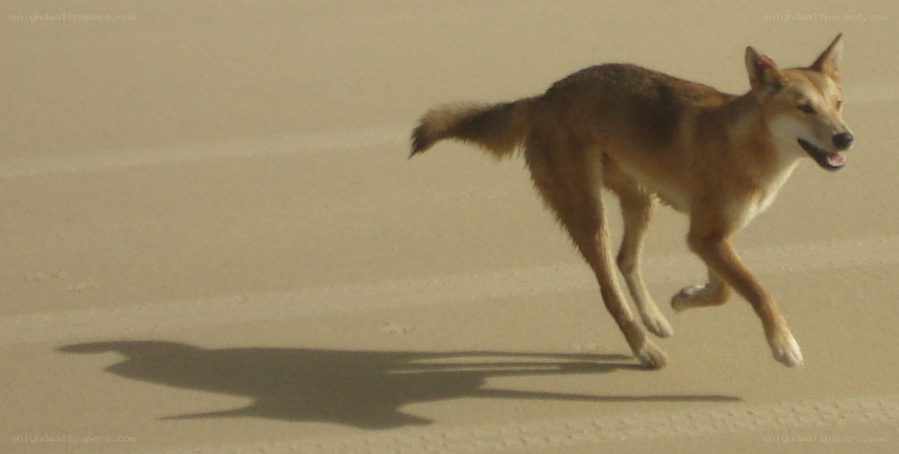 dog running on sand