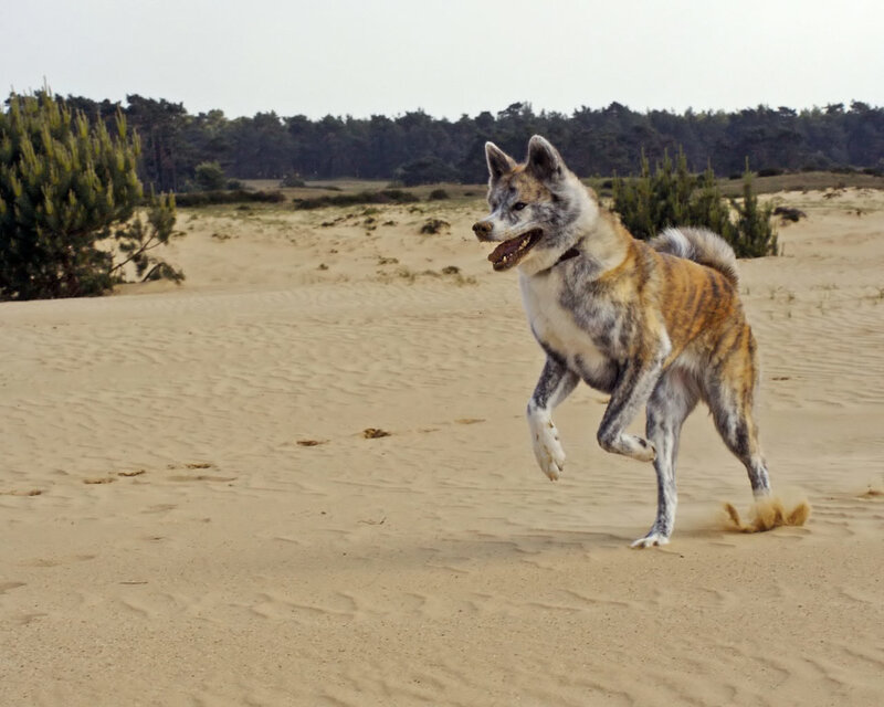 dog running on sandy dunes