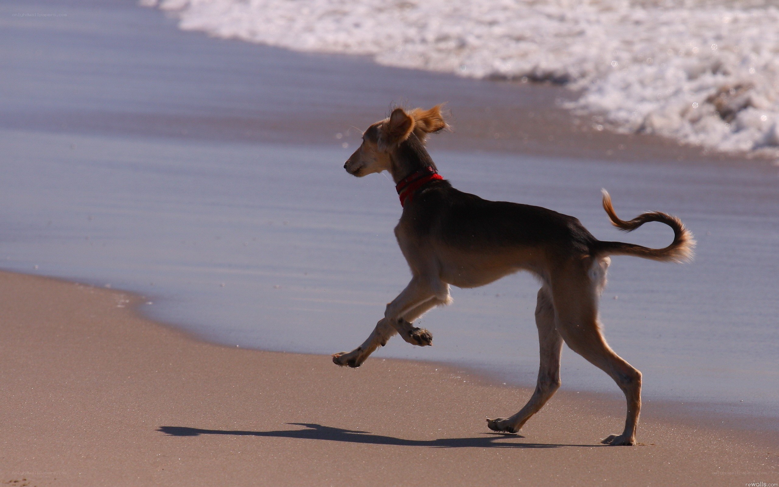 Dog running on the beach