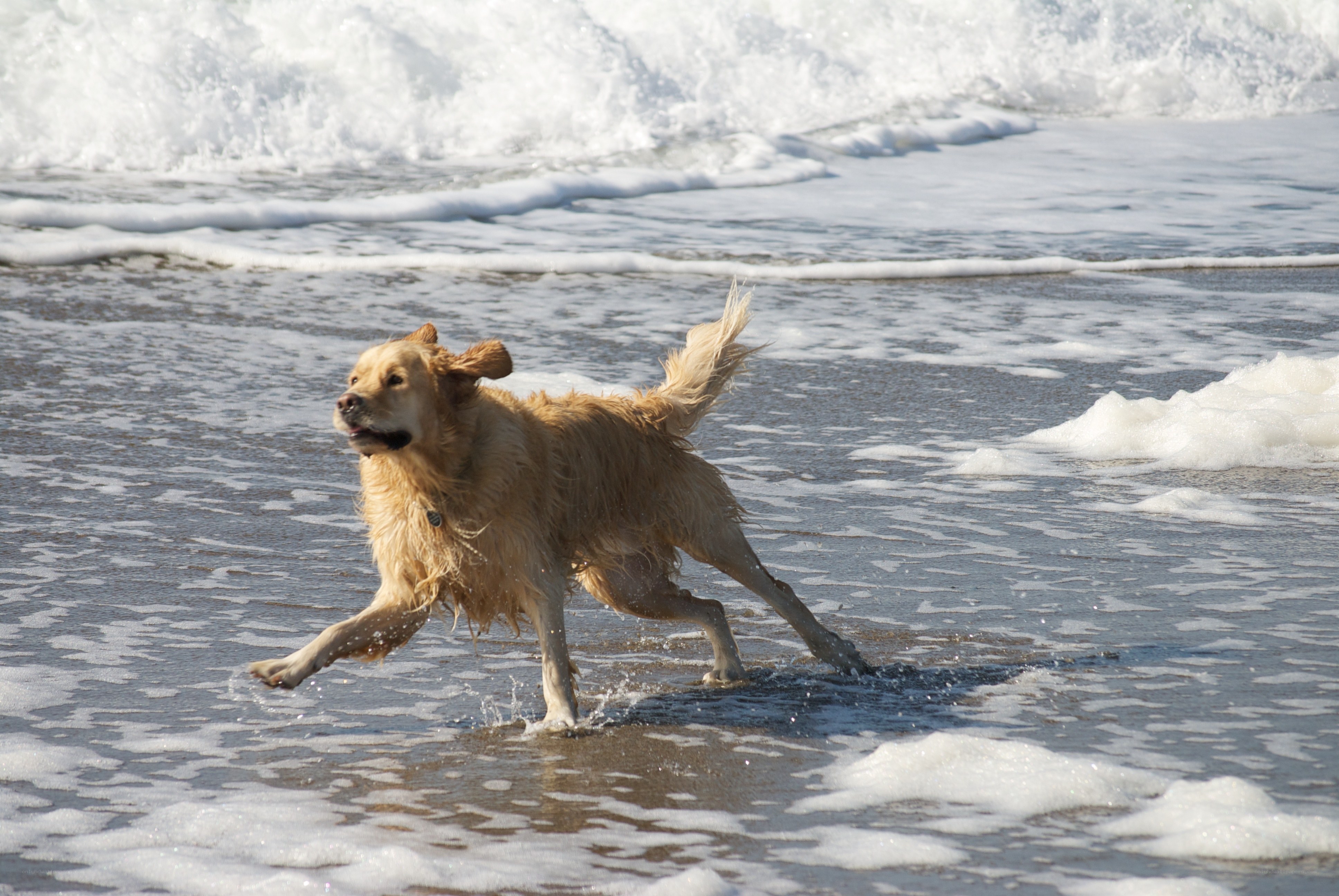 Dog running on the beach
