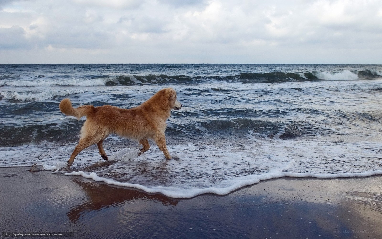 Dog running on the beach