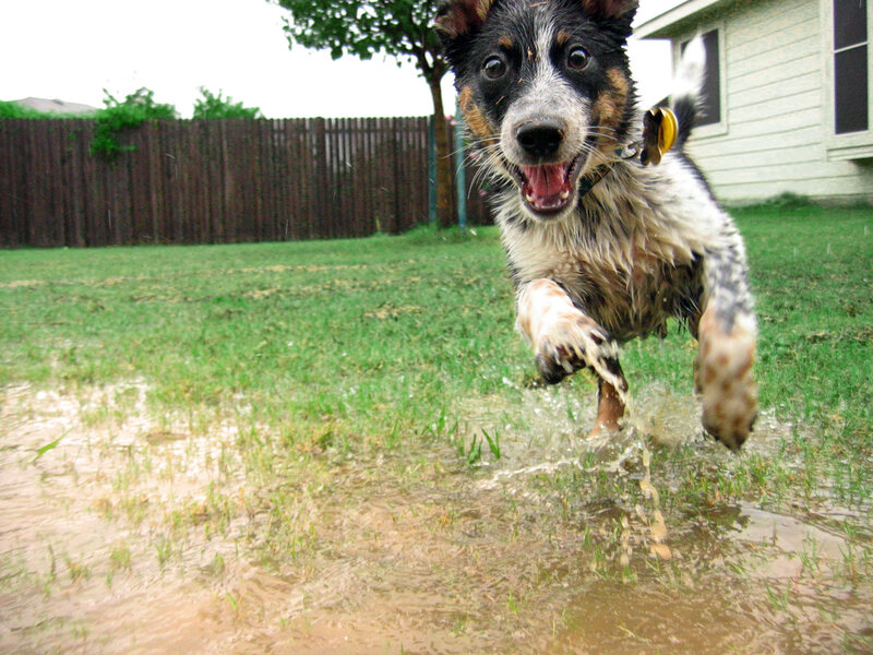 dog running through a puddle