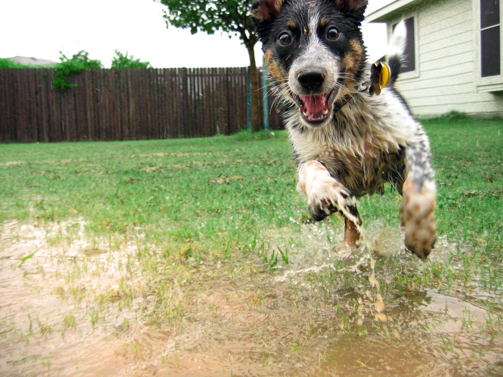 dog running through a puddle