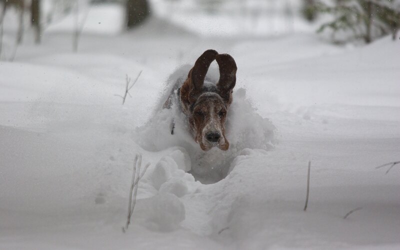 dog running through deep snow