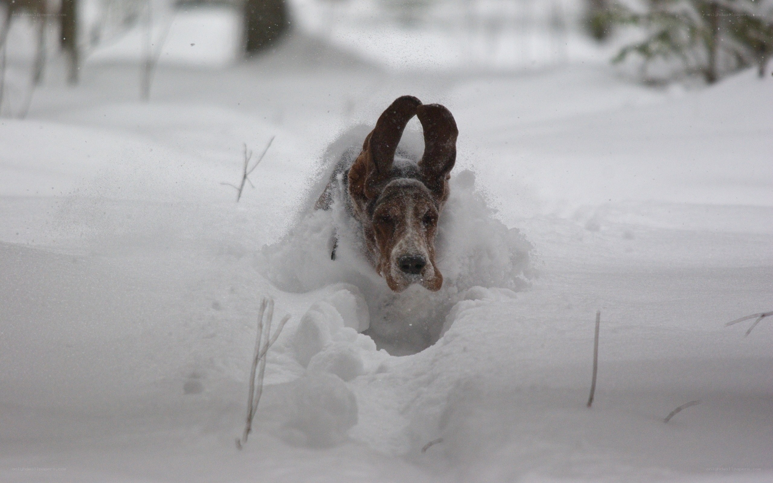 dog running through deep snow