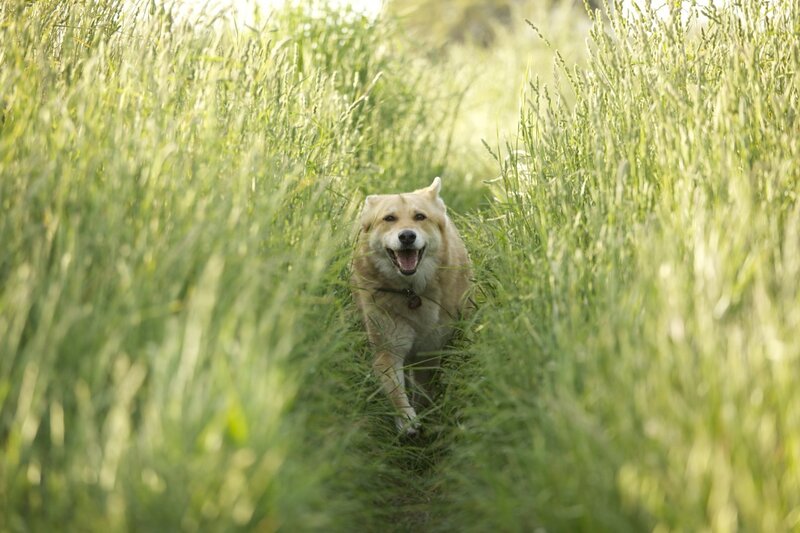 dog running through tall grass