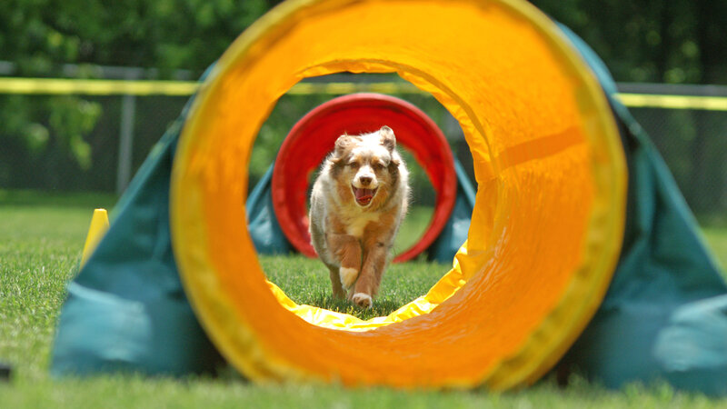 Dog Running Through Tunnel