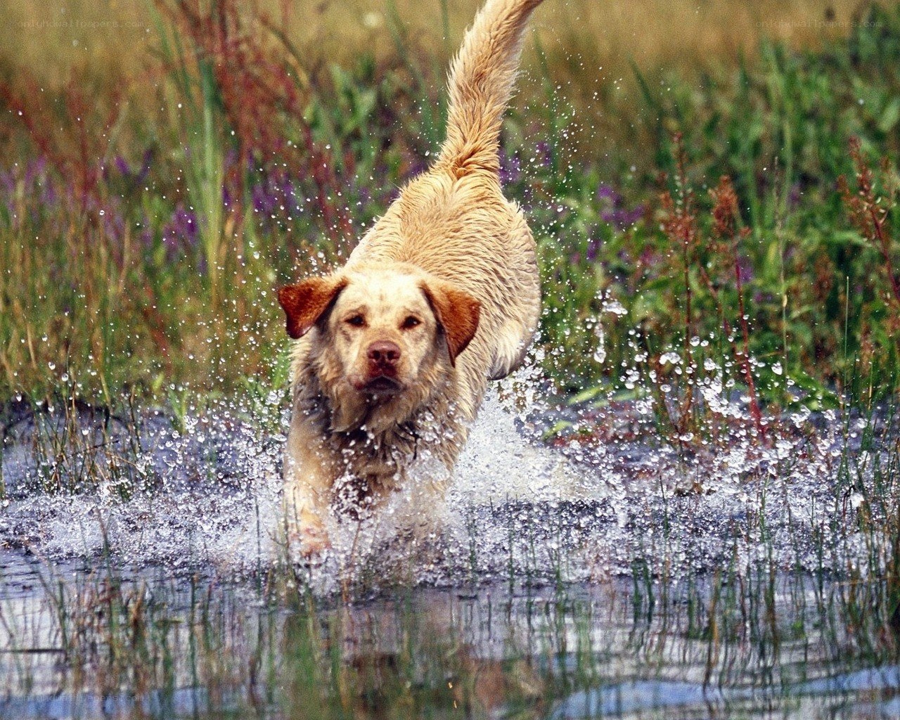 dog running through water