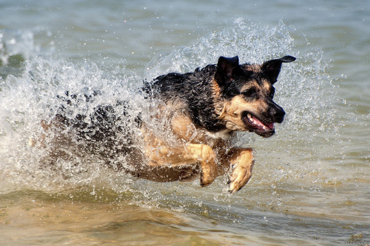 dog running through water