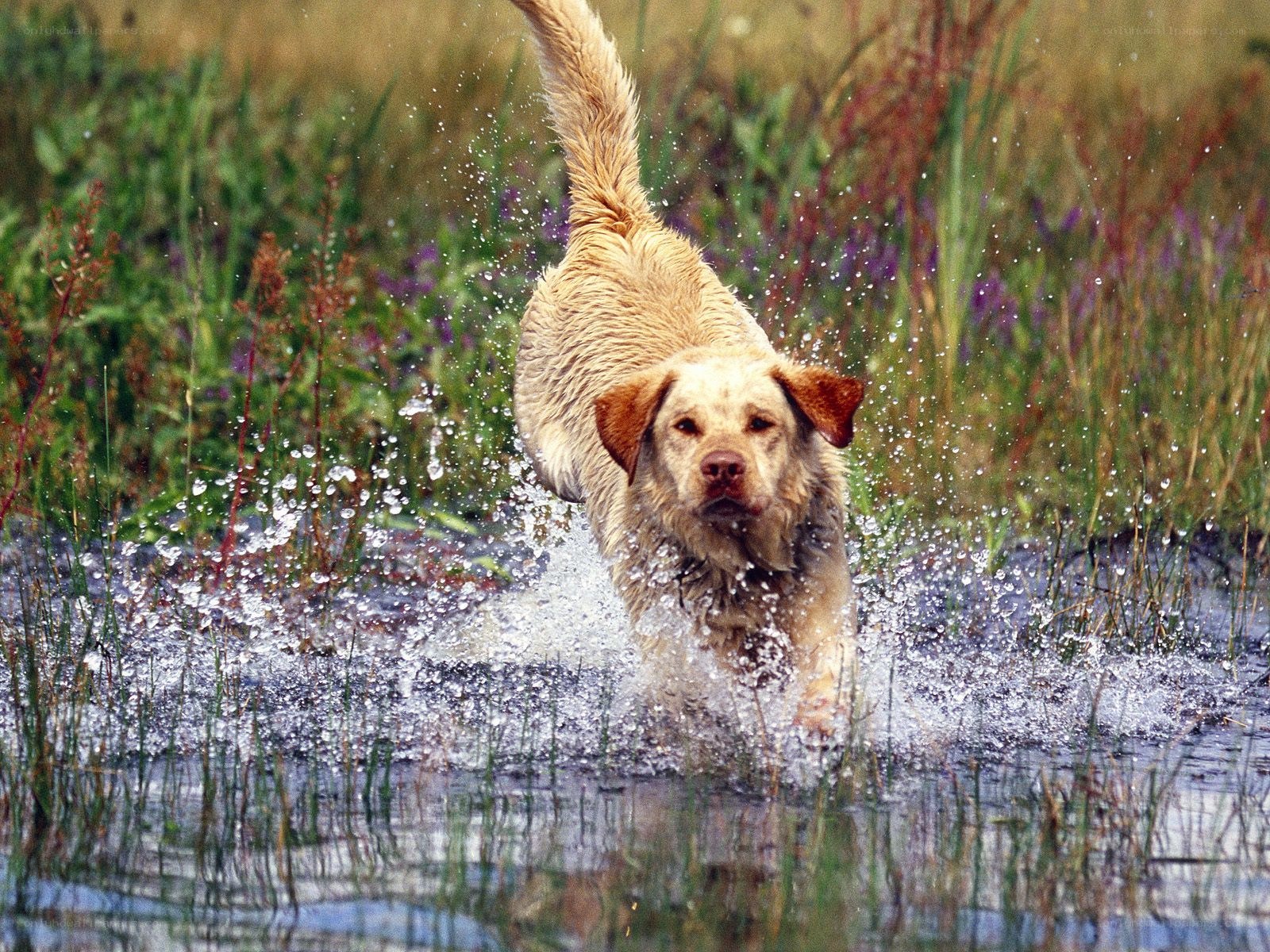 dog running through water