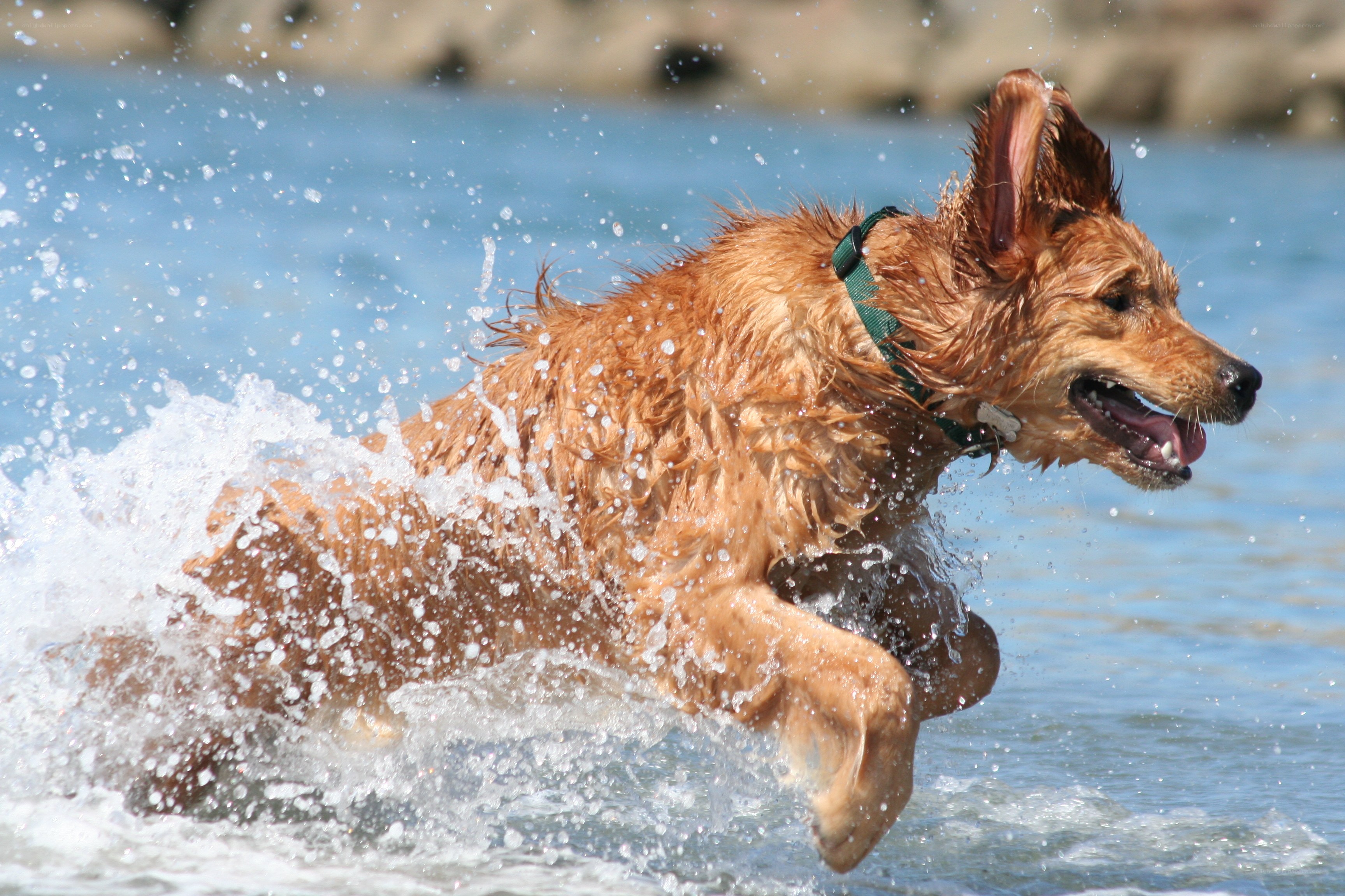 dog running through water