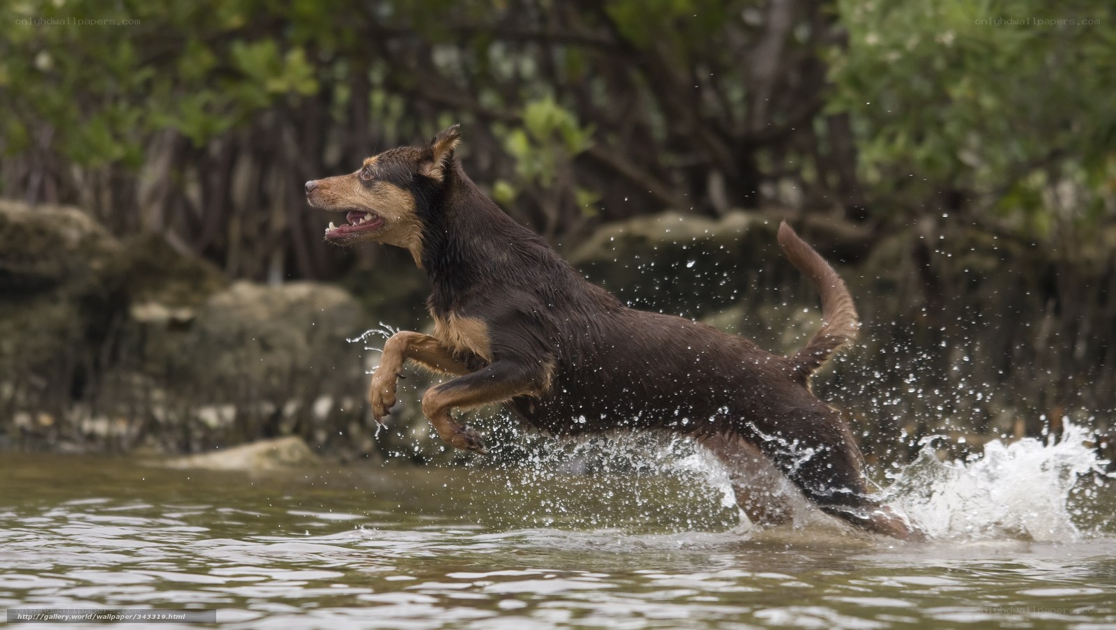 Dog running through water