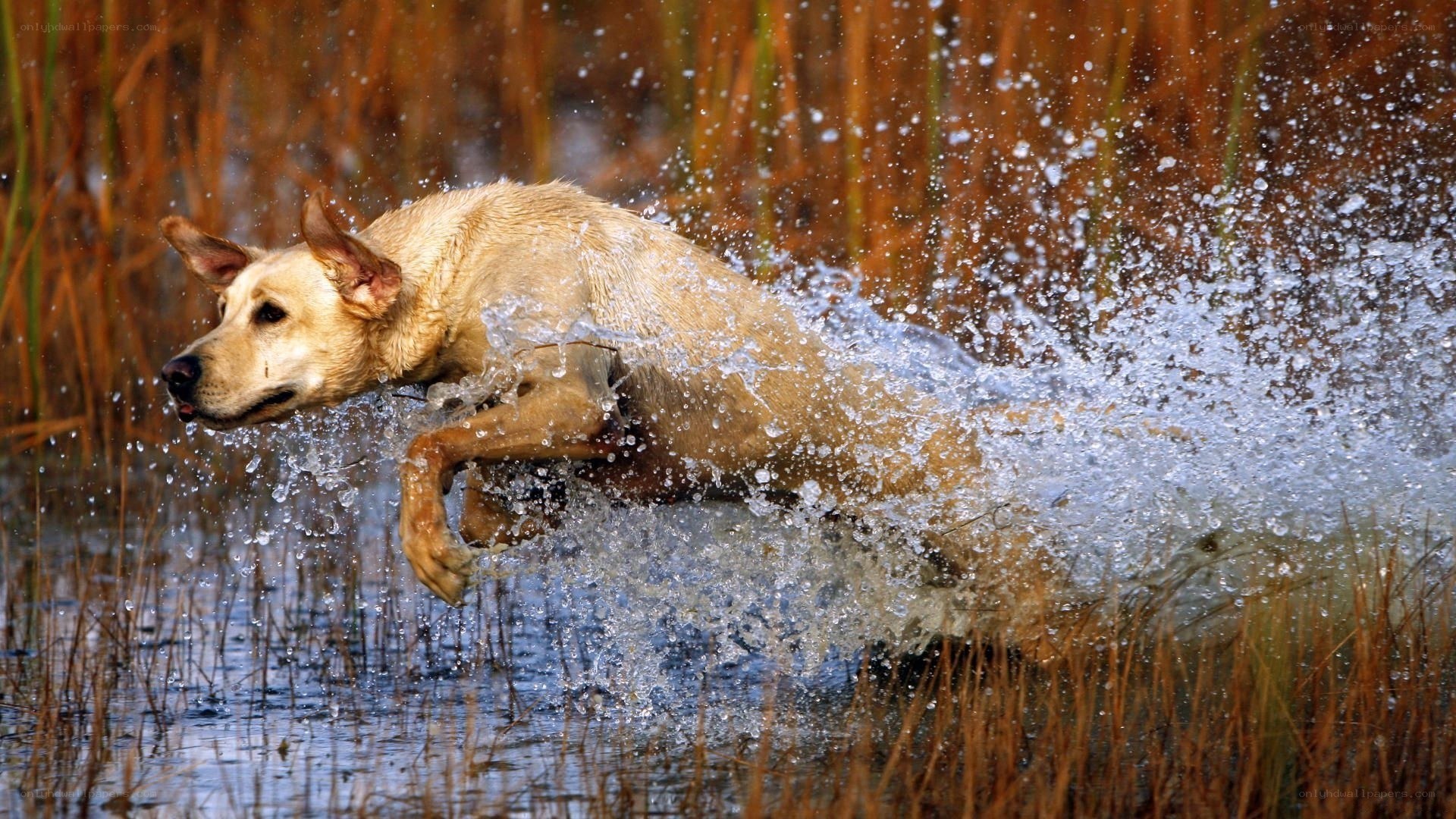 dog running through water