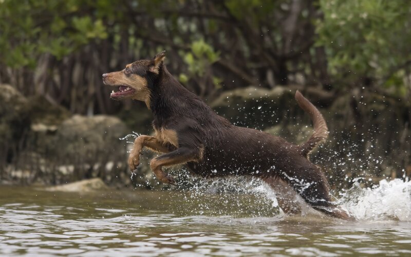 dog running through water