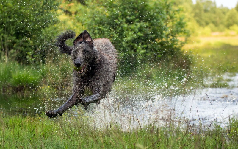 Dog Running with Ball — Green