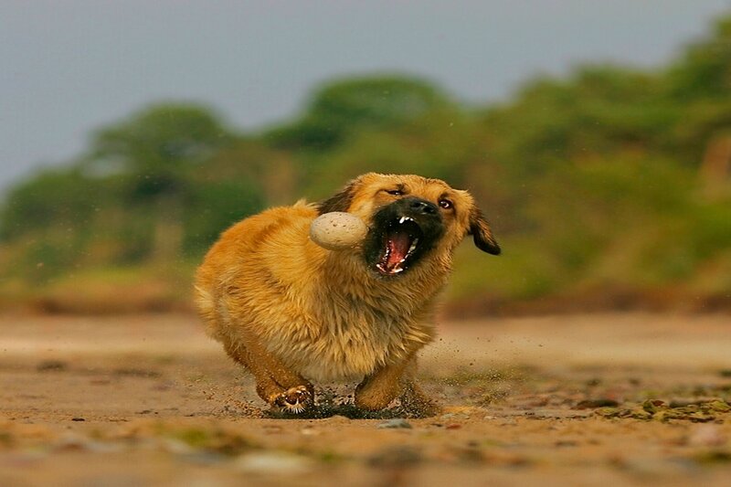 Dog Running with Ball