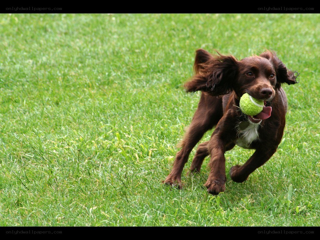 dog running with tennis ball