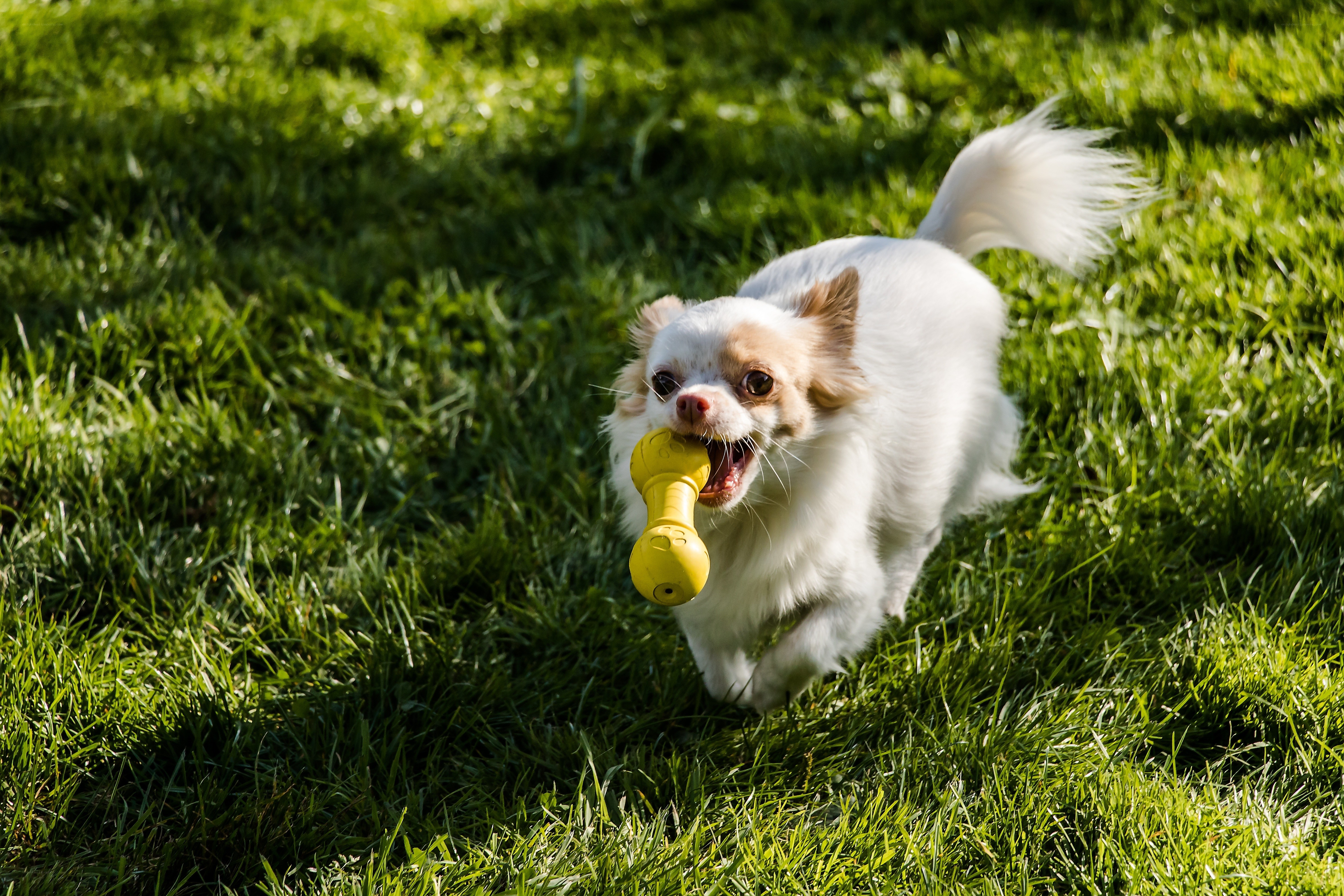dog running with toy
