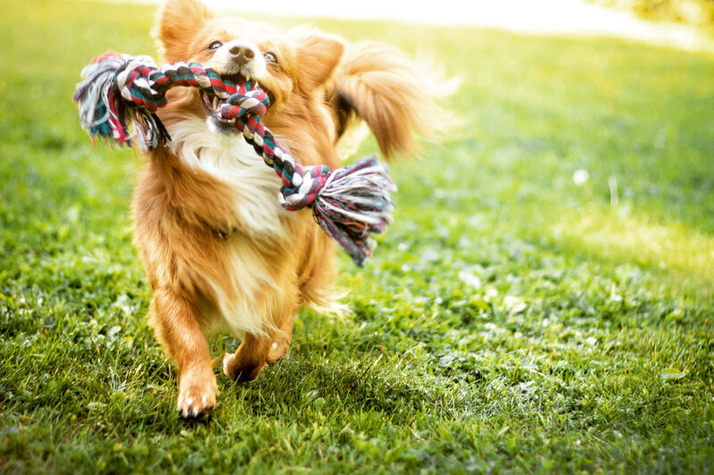 Dog Running with Toy — Green, Active