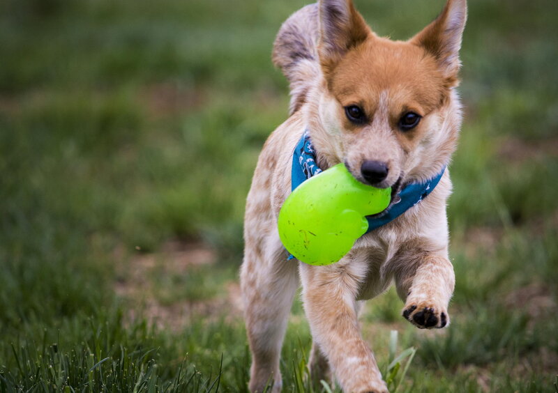 Dog Running with Toy — Green